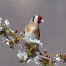 Carduelis carduelis